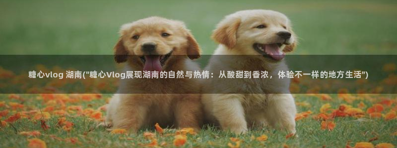 糖心vlog圣诞：糖心vlog 湖南(\